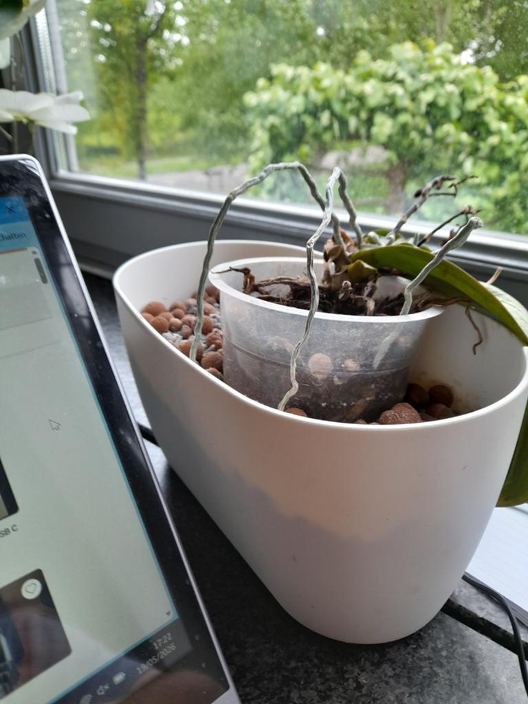 Plant, Tuin en Terras, Bloembakken en Plantenbakken, Ophalen, Zo goed als nieuw, Rond, Minder dan 30 cm