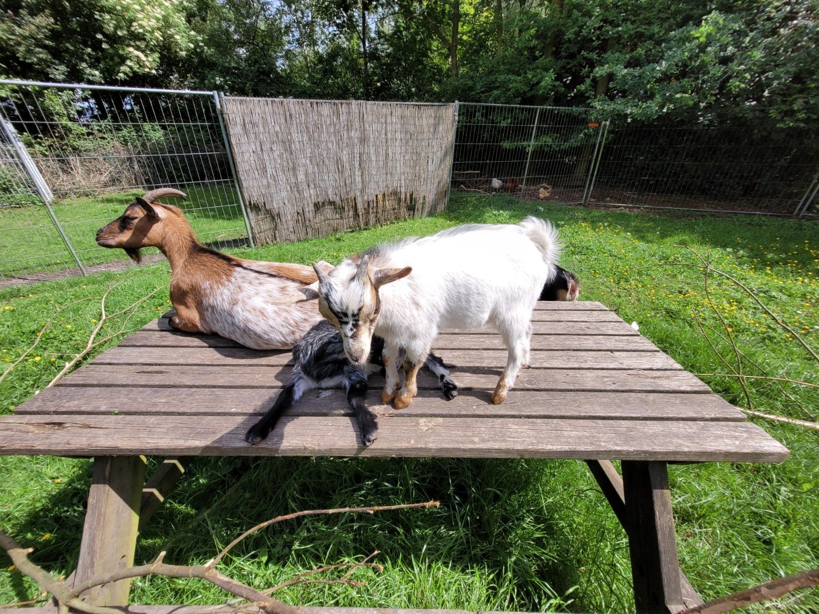 Hermelijn kleurige geit met 3 bok lammeren, Meerdere dieren, Geit