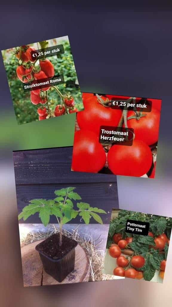 Te koop 9 verschillende soorten Tomatenplanten, Tuin en Terras, Planten | Tuinplanten, Ophalen, Eenjarig, Groenteplanten, Volle zon