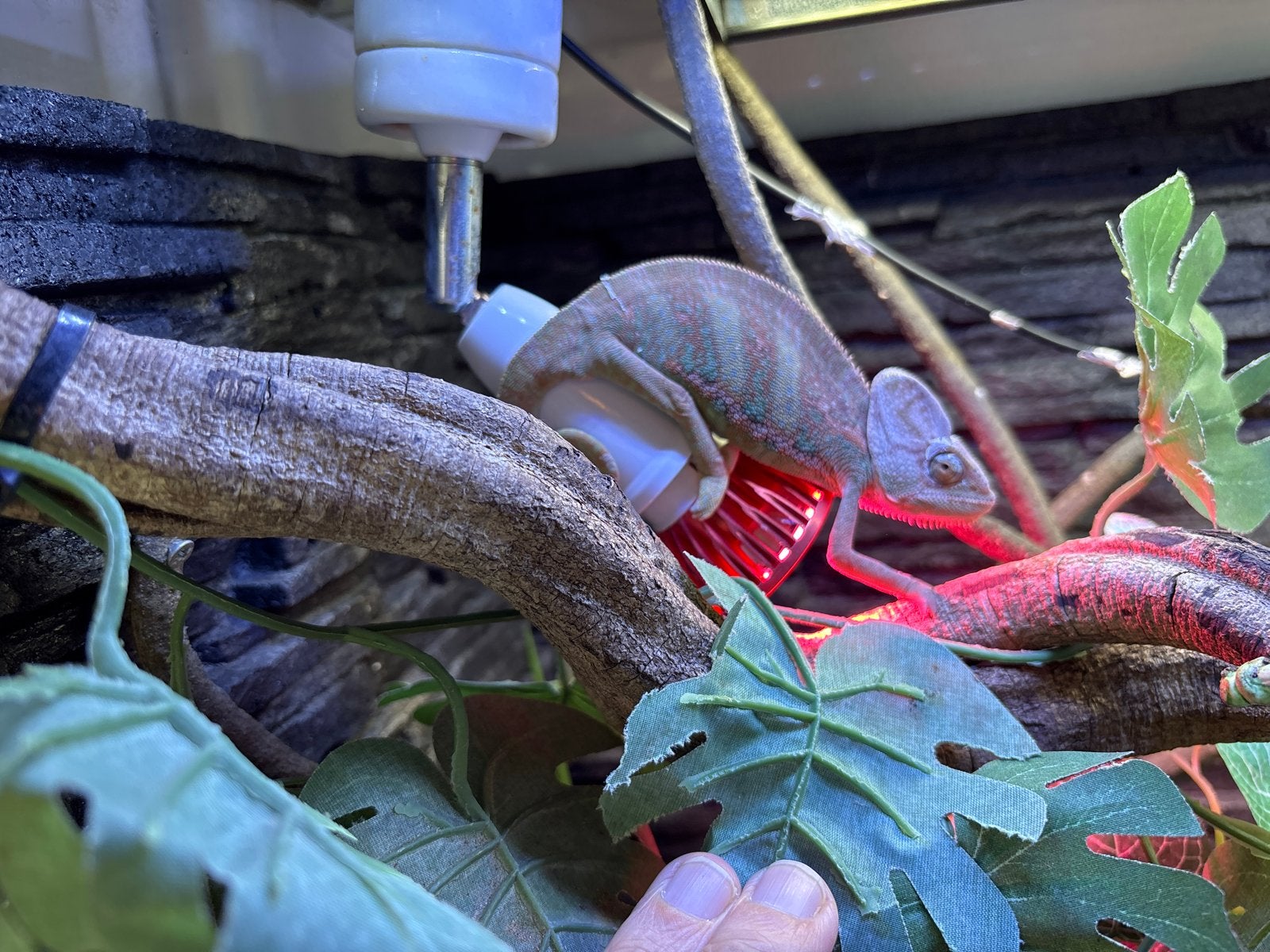 Jemen kameleon 5 maanden oud Chameleon photo 2