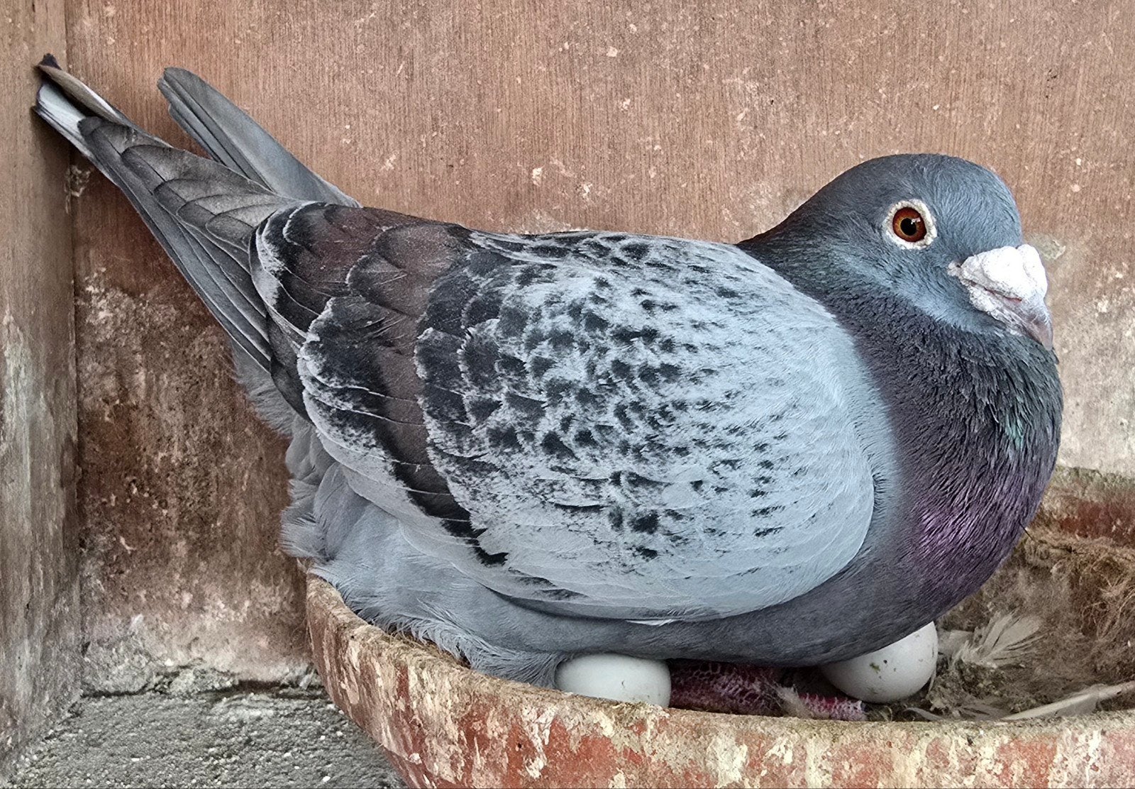 Kleurpostduiven postduiven duiven, Dieren en Toebehoren, Vogels | Duiven, Meerdere dieren, Postduif