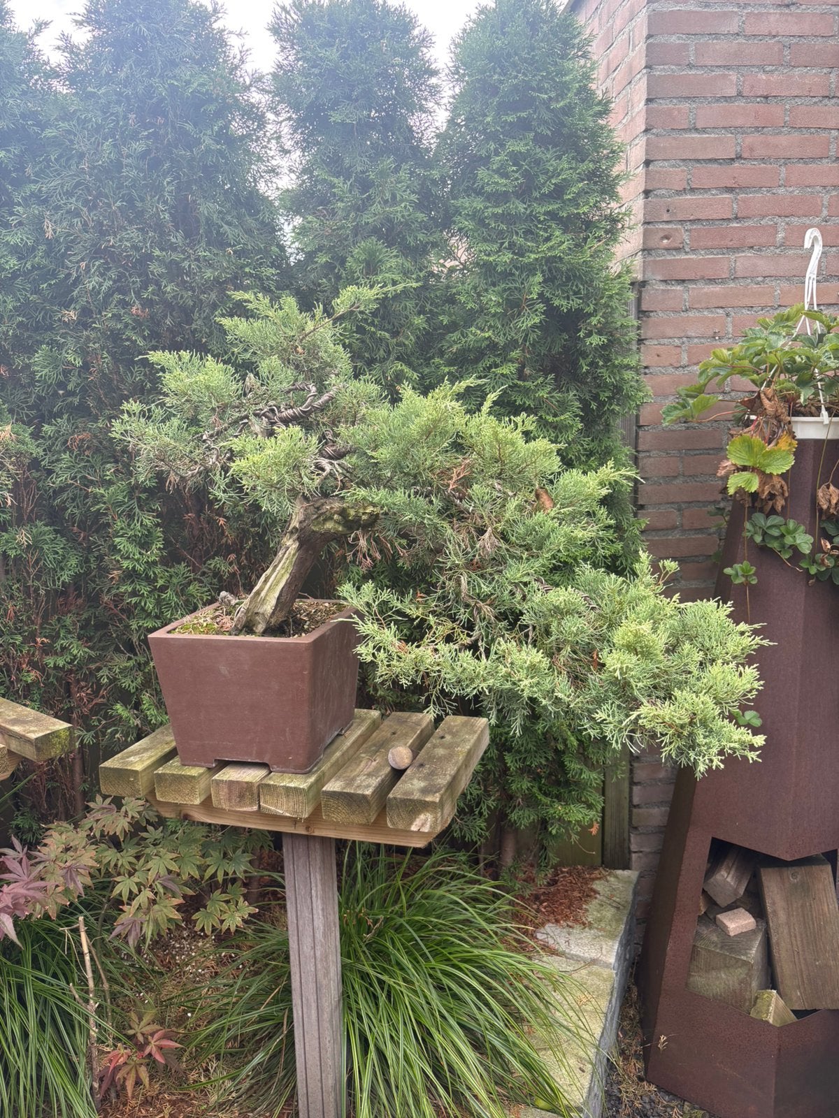 Bonsai han kengai  hetzii, Bloeit niet, Overige soorten, Minder dan 100 cm, Ophalen