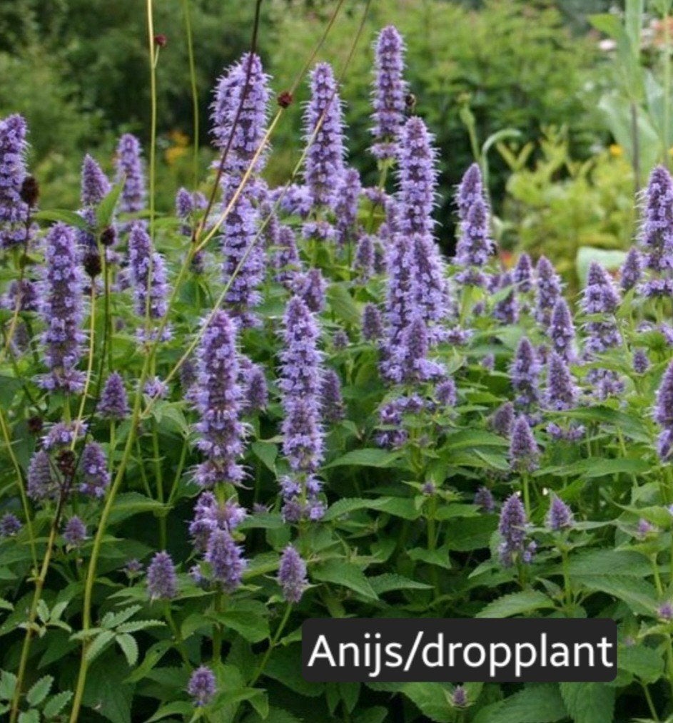 Dropplant / Agastache - Prachtige paarse bloeier, Ophalen, Overige soorten, Volle zon