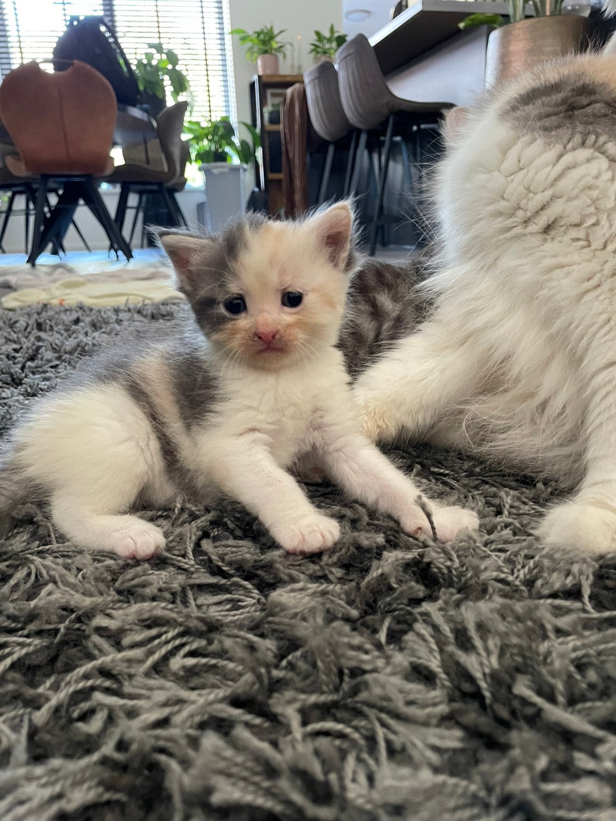 Kittens, Dieren en Toebehoren, Katten en Kittens | Overige Katten