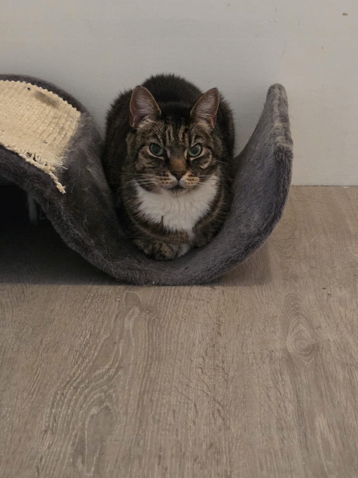 Huiskat, Kater