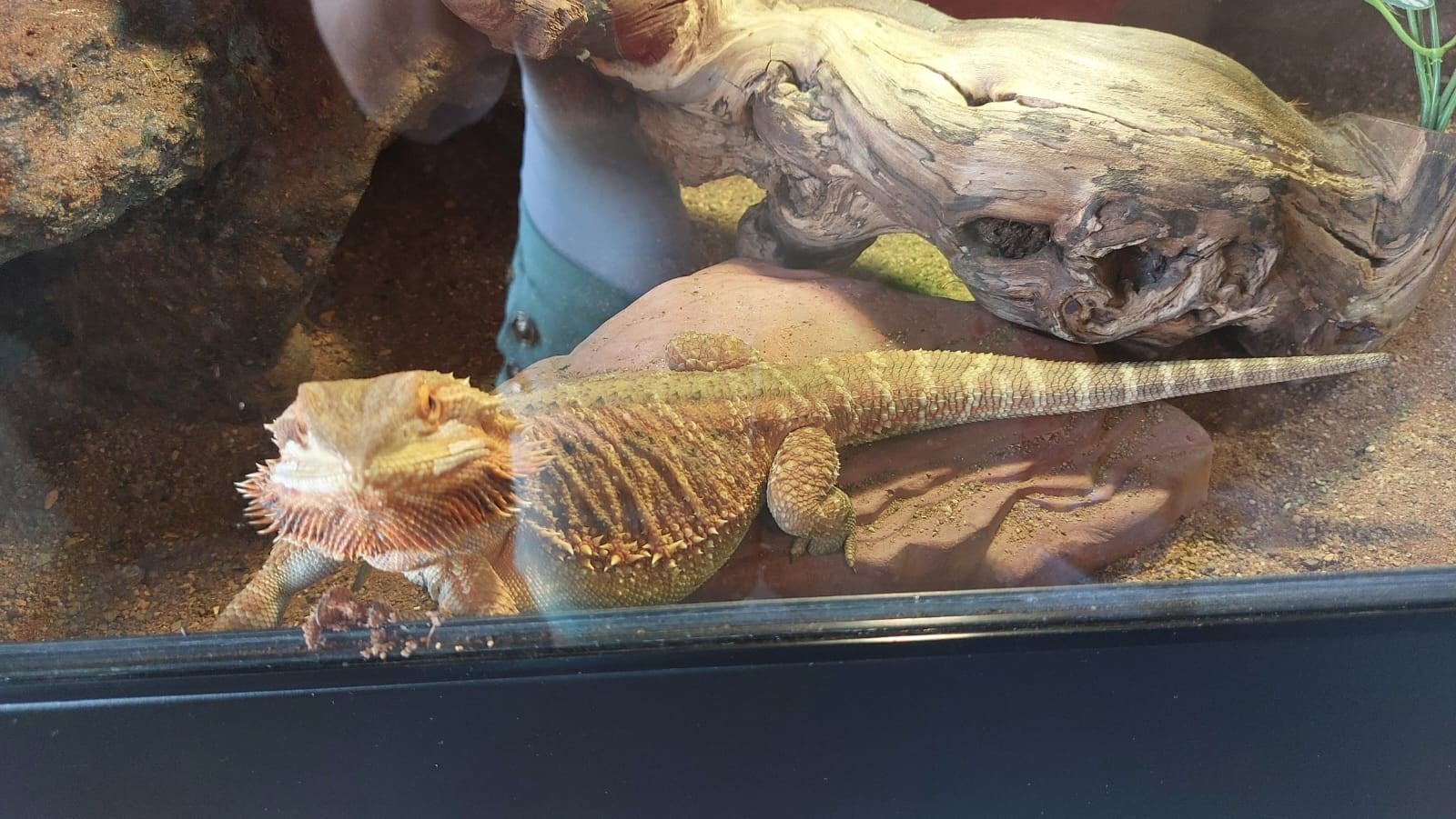 Tamme 2 jarige baardagaam compleet met terrarium, Hagedis, Met terrarium, 0 tot 2 jaar