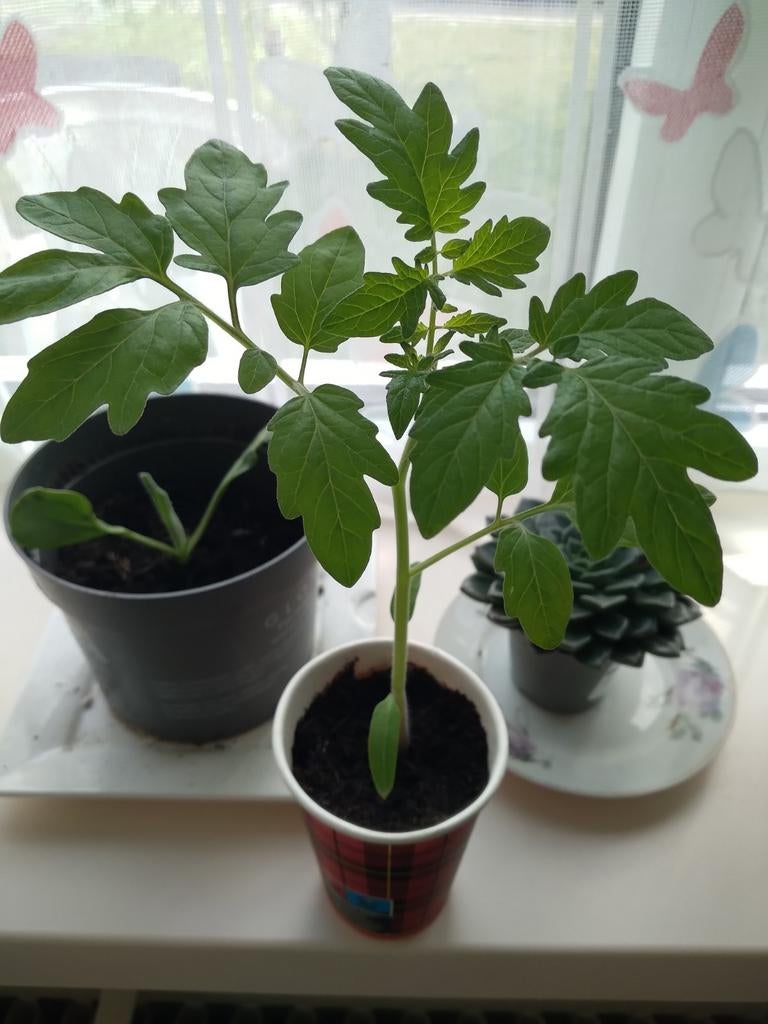 Moestuin plantjes: tomaat, peper, paprika, wortel, biet, Tuin en Terras, Ophalen, Volle zon, Groenteplanten, Eenjarig