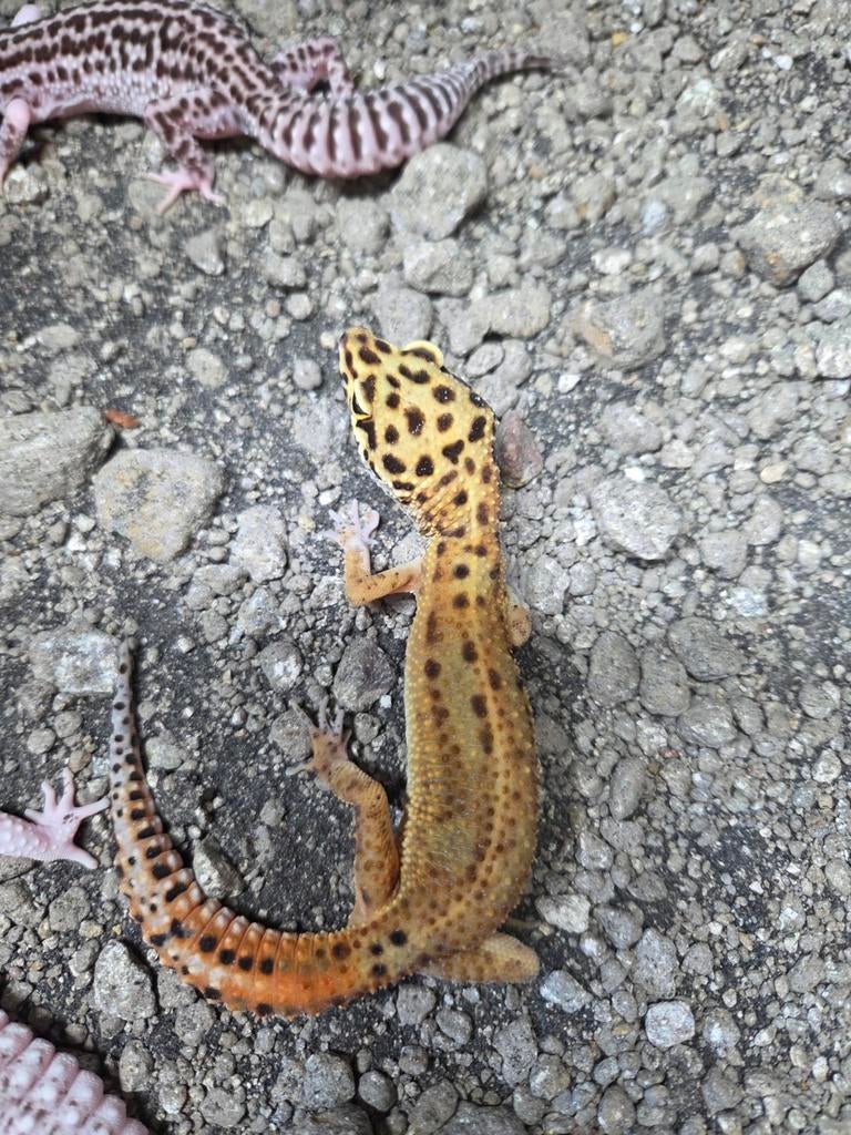 3 mooie luipaard gekko's Leopard Gecko - male for sale from Rachel