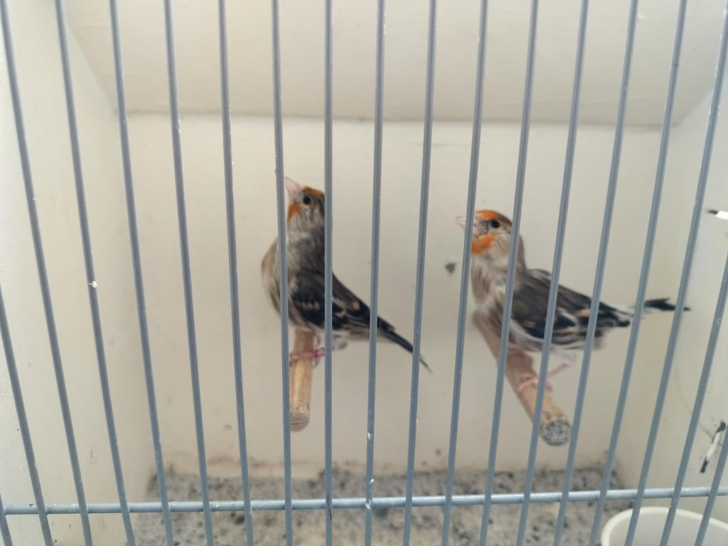 Te koop bastaard putters, Dieren en Toebehoren, Mannelijk, Wildzangvogel