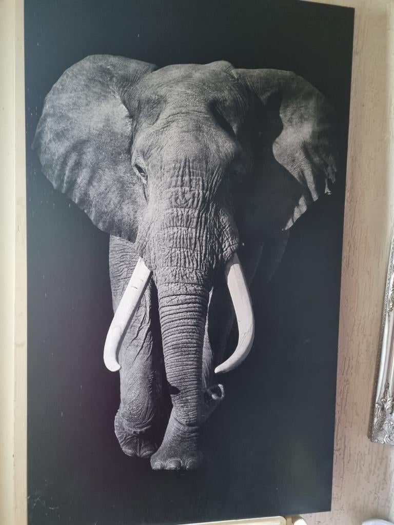 Groot zwart-wit schilderij van olifant, Ophalen