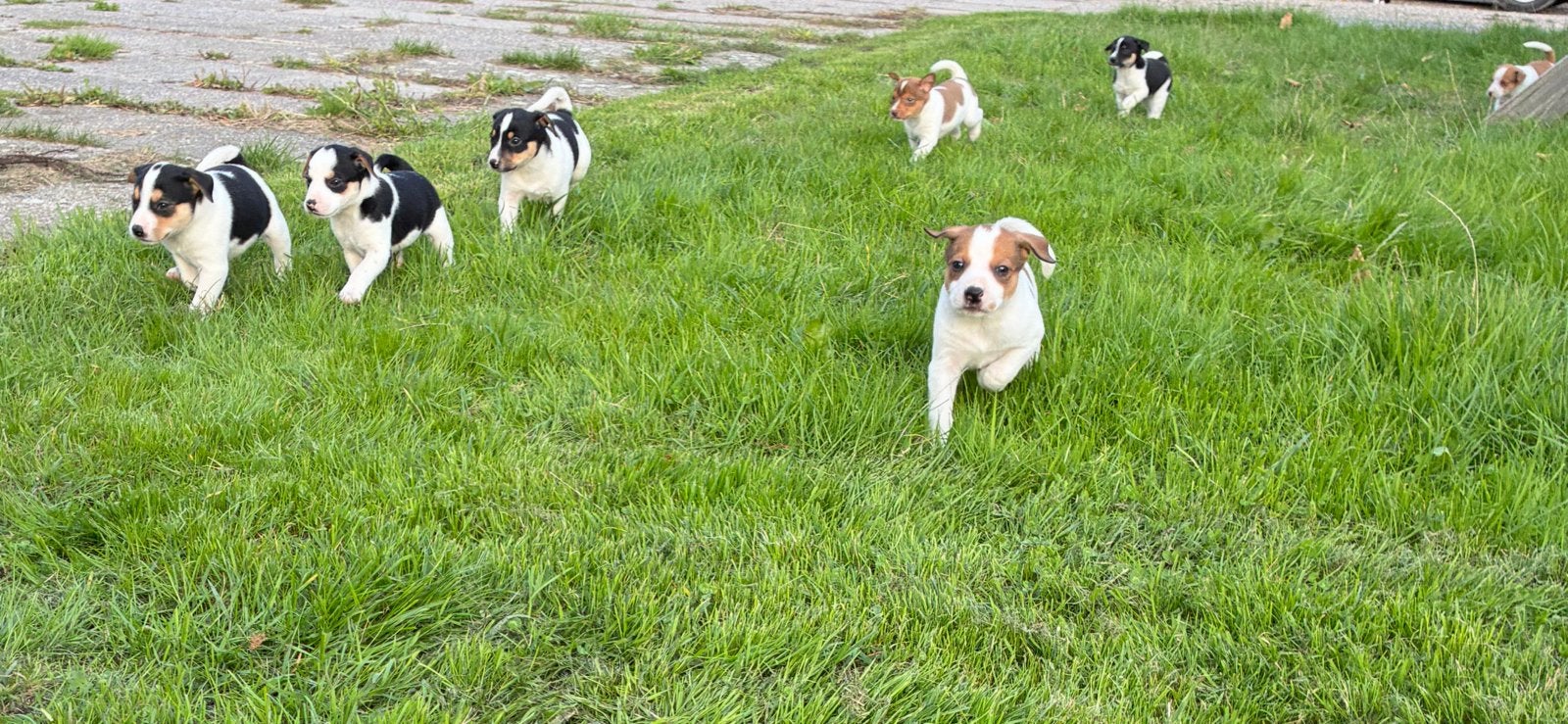 Boerenfox puppy’s te koop, 8 tot 15 weken, Meerdere, Meerdere dieren, Nederland