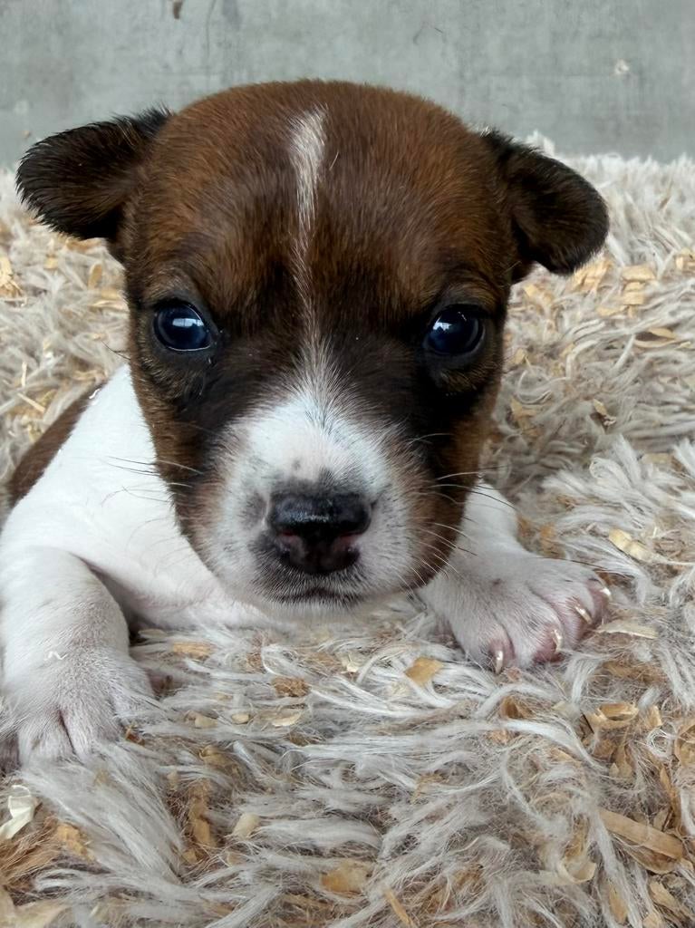 Jack russel, Dieren en Toebehoren, Honden | Jack Russells en Terriërs, België, Particulier, Jack Russell Terriër, 8 tot 15 weken