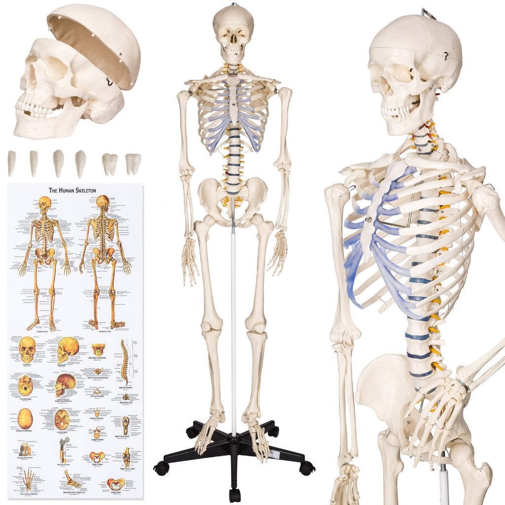 Professioneel Levensgroot Menselijk Anatomiemodel Skelet!!!, Ophalen of Verzenden, Nieuw, Apparaat
