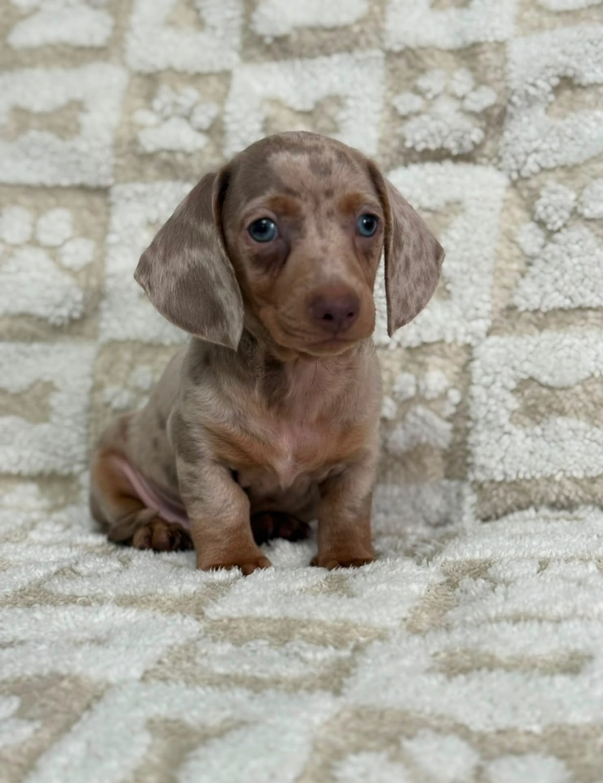 Teckel isabella merle, Parvo, Reu, 8 tot 15 weken, Dwerg