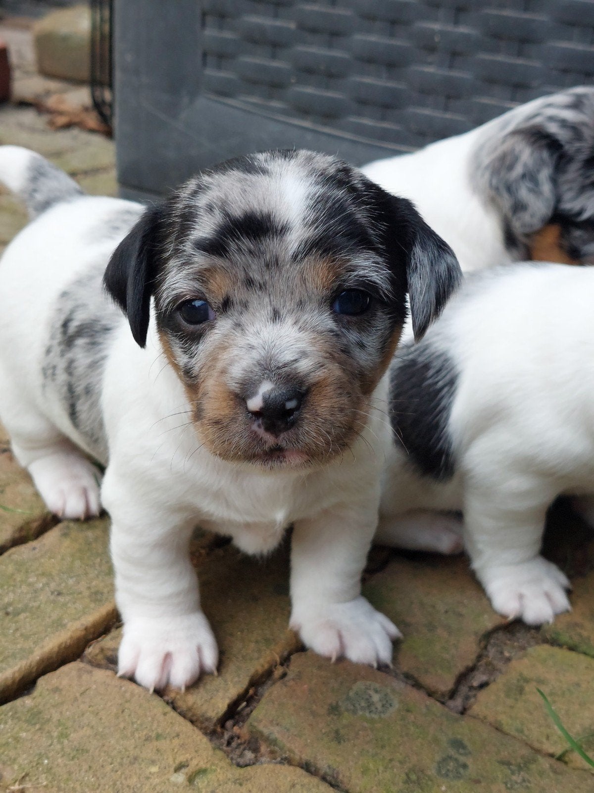 Unieke Jack Russel pups blue merle teefjes en drie kleur reu, Jack Russell Terriër, 8 tot 15 weken, Meerdere, Meerdere dieren