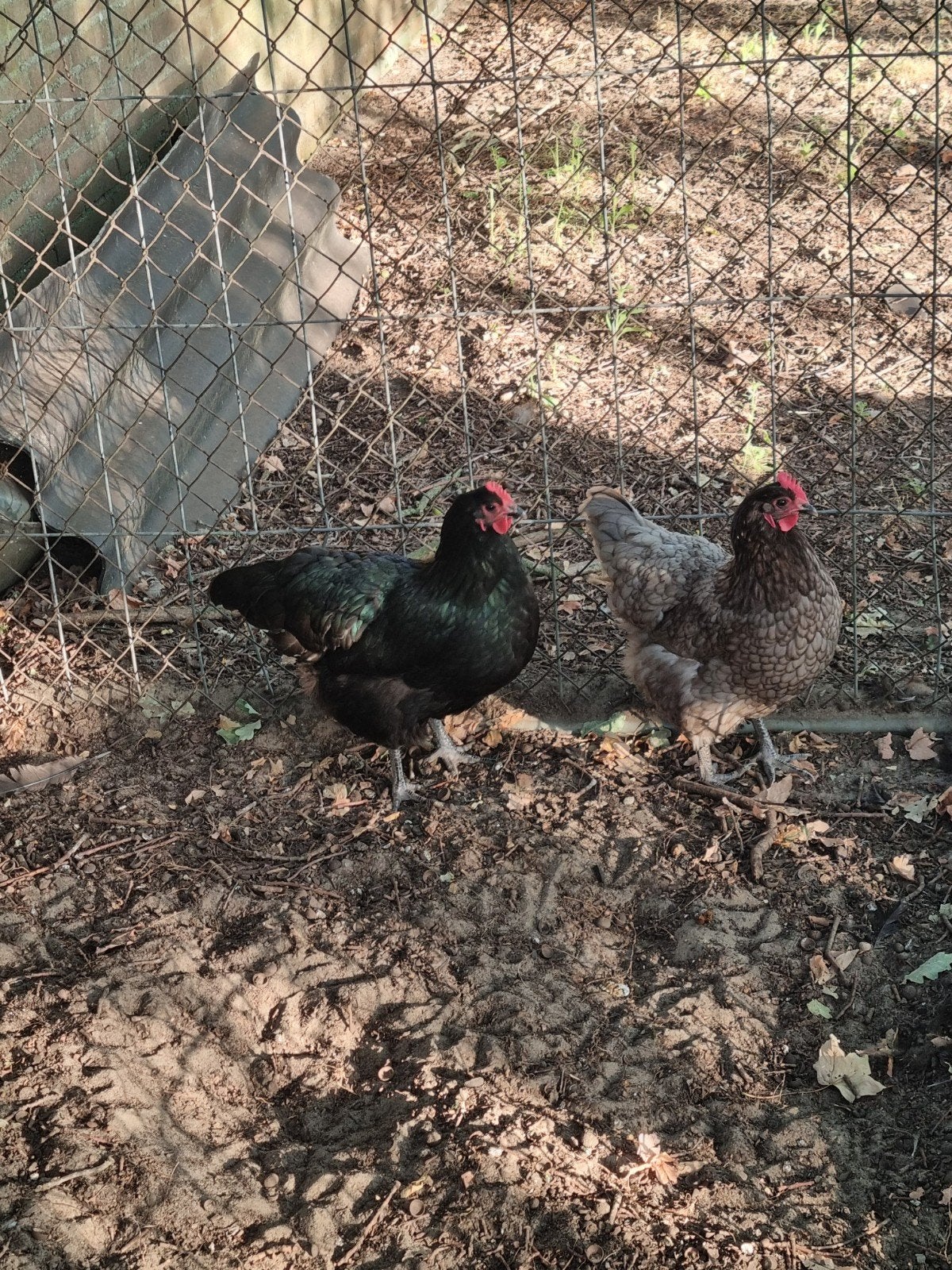 Australorp zwart en blauw, Dieren en Toebehoren, Pluimvee, Vrouwelijk, Kip