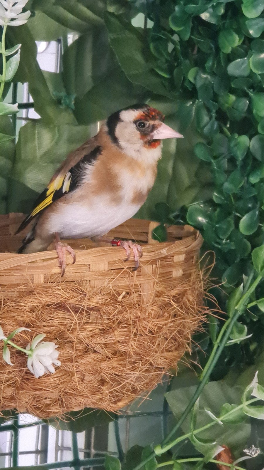 Mooie Bloem putter pop, Dieren en Toebehoren, Mannelijk, Wildzangvogel