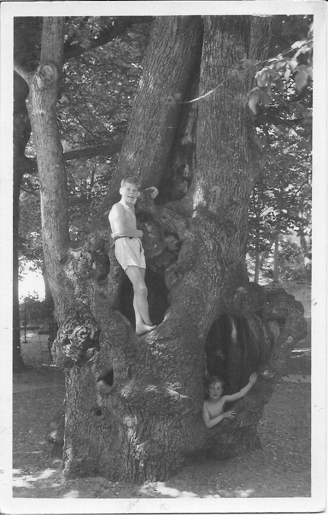 De 400-jarige holle boom van 'Kraantje Lek'   Overveen, Ophalen of Verzenden, 1940 tot 1960, Gelopen, Noord-Holland