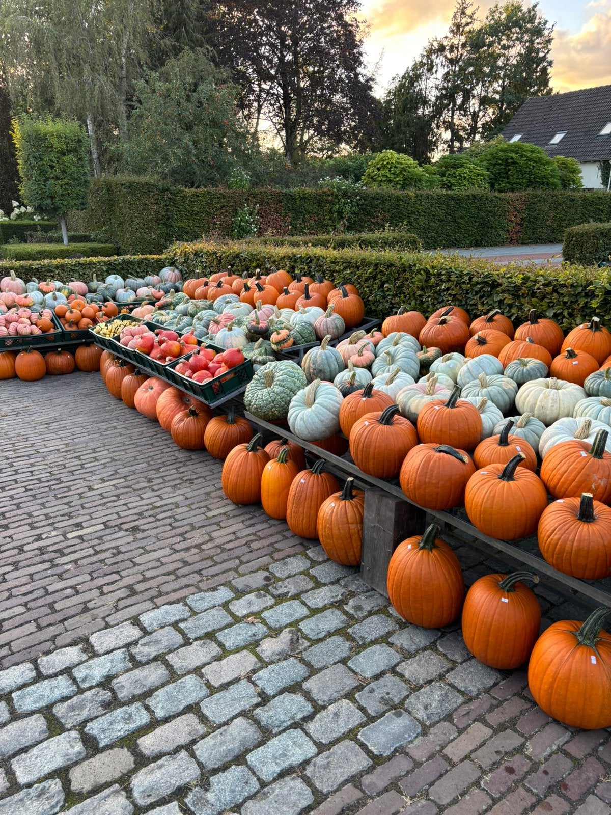Pompoenen en kalebassen te koop, Tuin en Terras, Overige Tuin en Terras, Ophalen, Nieuw