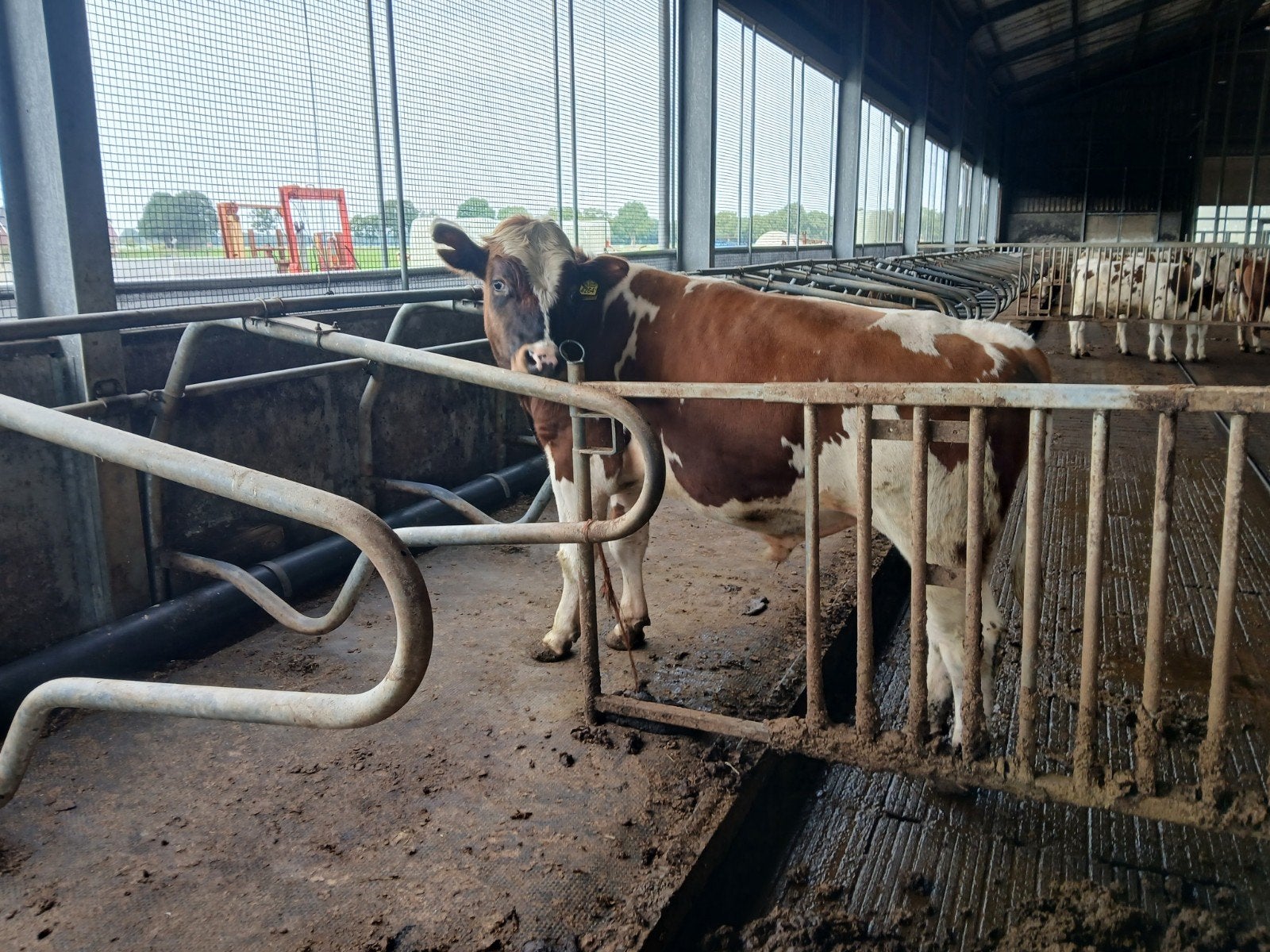 Pinken stier, Mannelijk, 0 tot 2 jaar