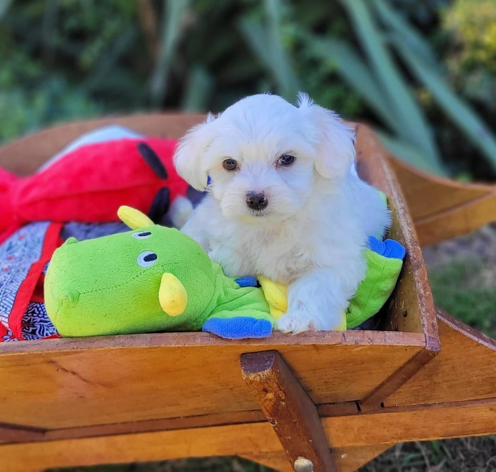 Leuke maltezer pups te koop!, Parvo, Maltezer, 8 tot 15 weken, Meerdere