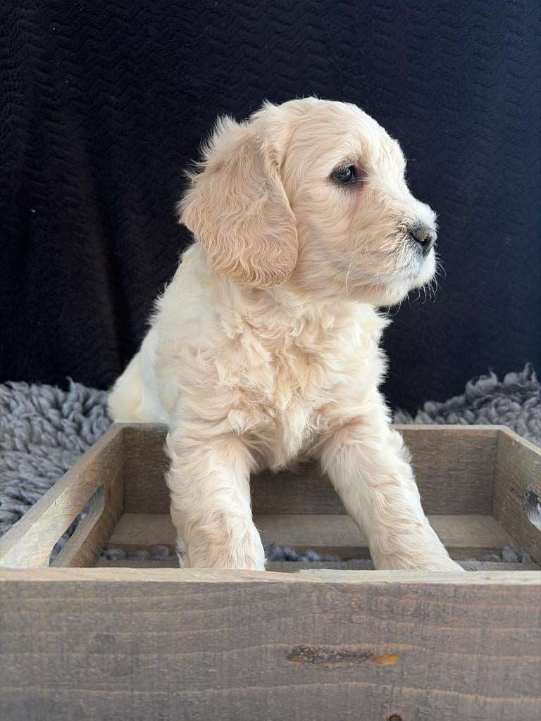 Prachtige Goldendoodle/Labradoodle Reutje te koop, Dieren en Toebehoren, Honden | Retrievers, Spaniëls en Waterhonden, Parvo, Overige rassen