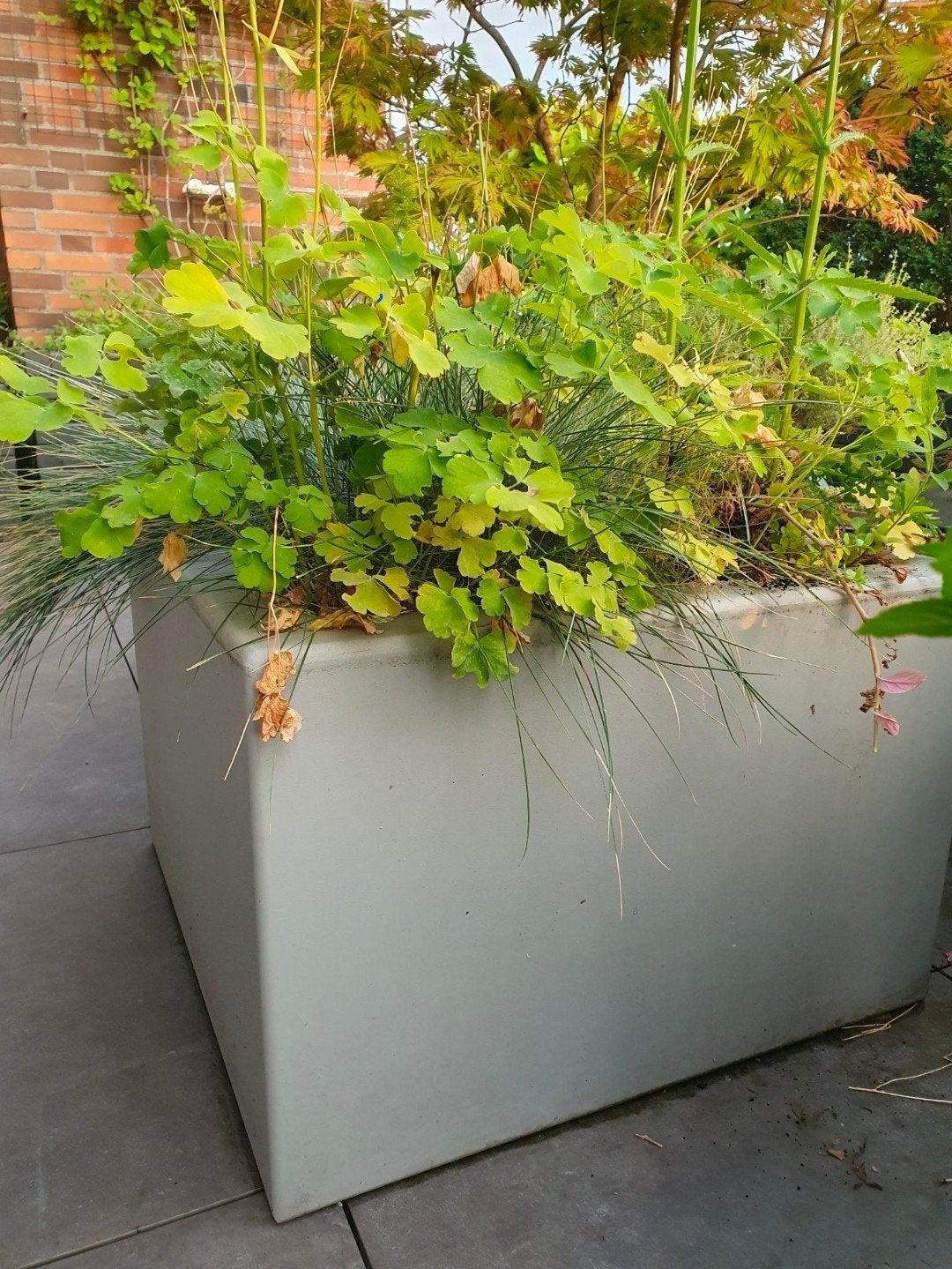 Polyester geïsoleerde Titan plantenbak 2 maten lichtgrijs, Tuin en Terras, Ophalen, Kunststof, Vierkant, Balkon