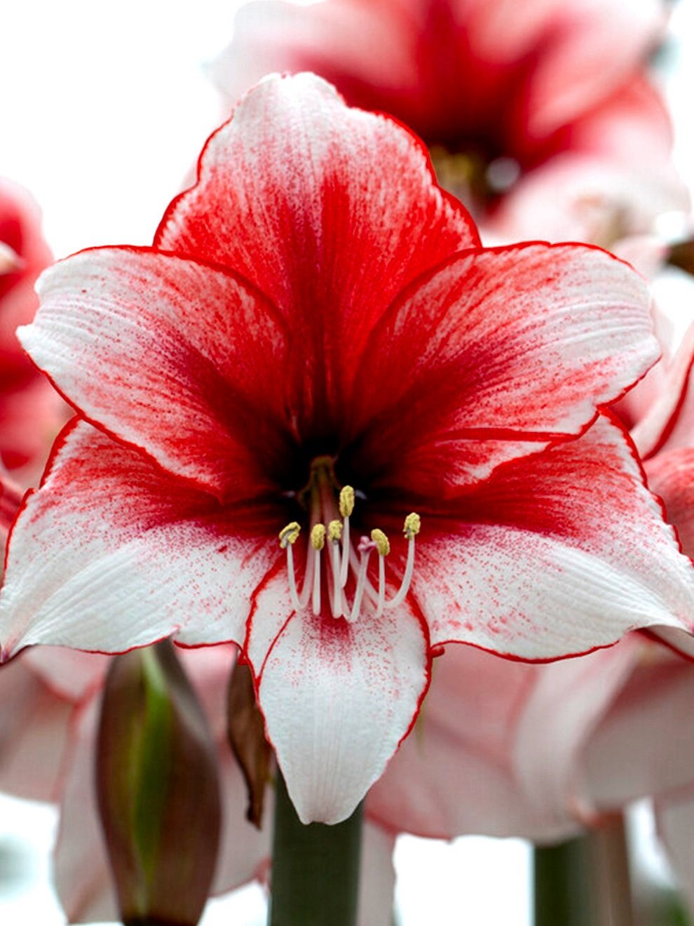 Amaryllis bol Charisma, fraai nieuw soort, voordelig, Ophalen of Verzenden
