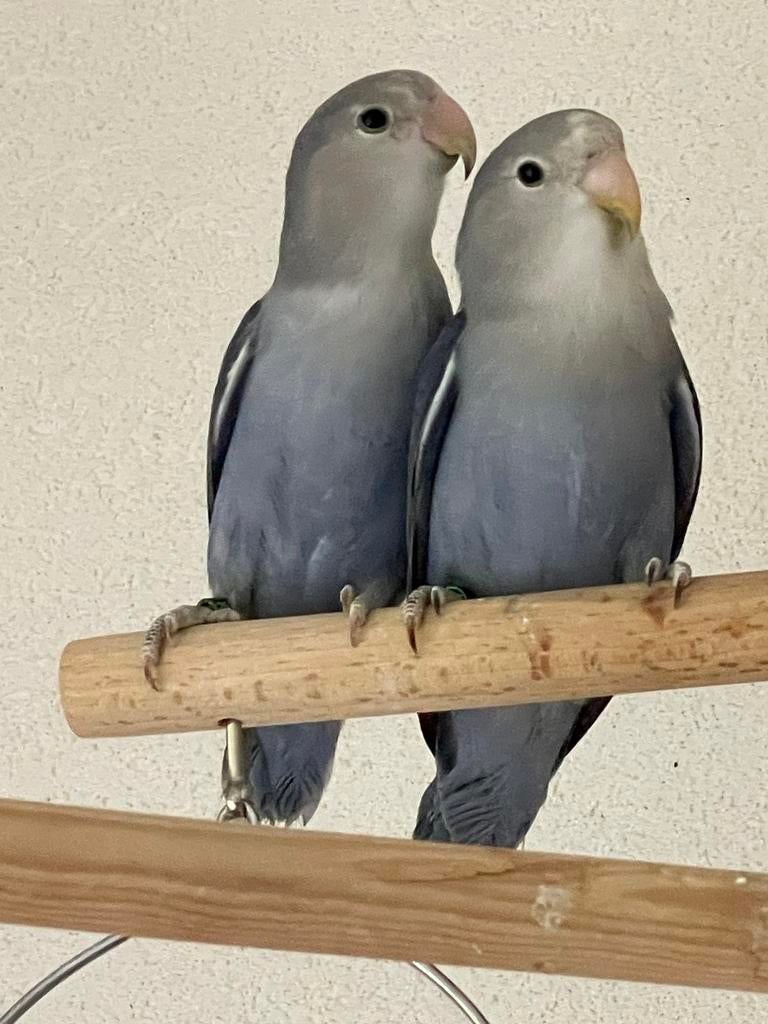 Prachtige Lieve Jonge en Hand Tamme Agapornis Dwergpapegaai, Dieren en Toebehoren, Vogels | Parkieten en Papegaaien, Meerdere dieren