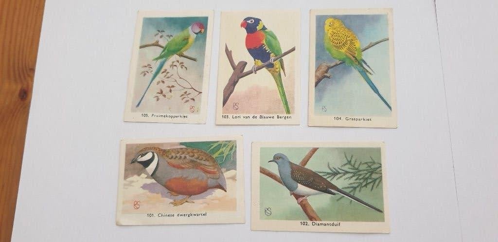 3286 rizla zo leer je de vogels kennen, Verzenden, Gelezen