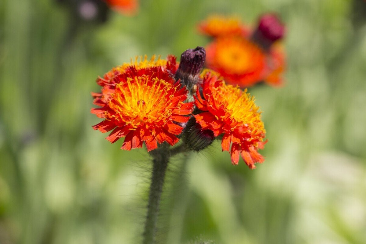 Mooie plantjes van mijn oranje havikskruid voor €1,-, Ophalen, Overige soorten, Volle zon