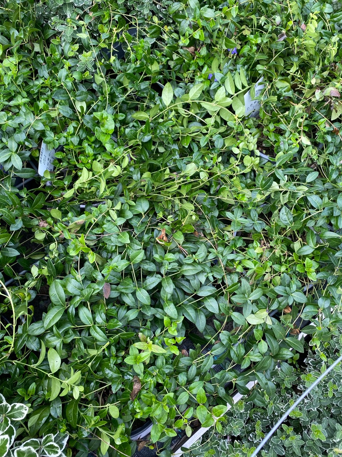 Groenblijvende Vinca Minor - Bodembedekker, Ophalen, Bodembedekkers, Vaste plant, Halfschaduw