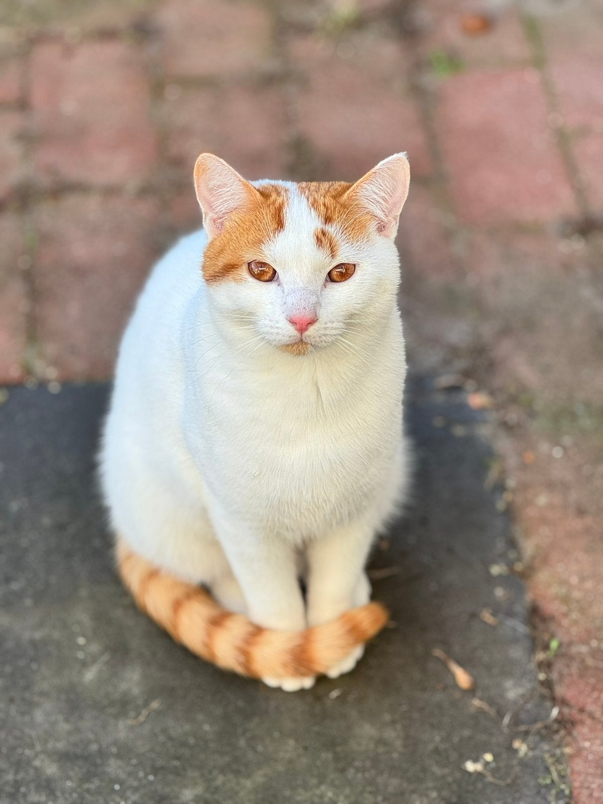 Kat op zoek naar een boerderij of zeer grote tuin, Dieren en Toebehoren, Kater