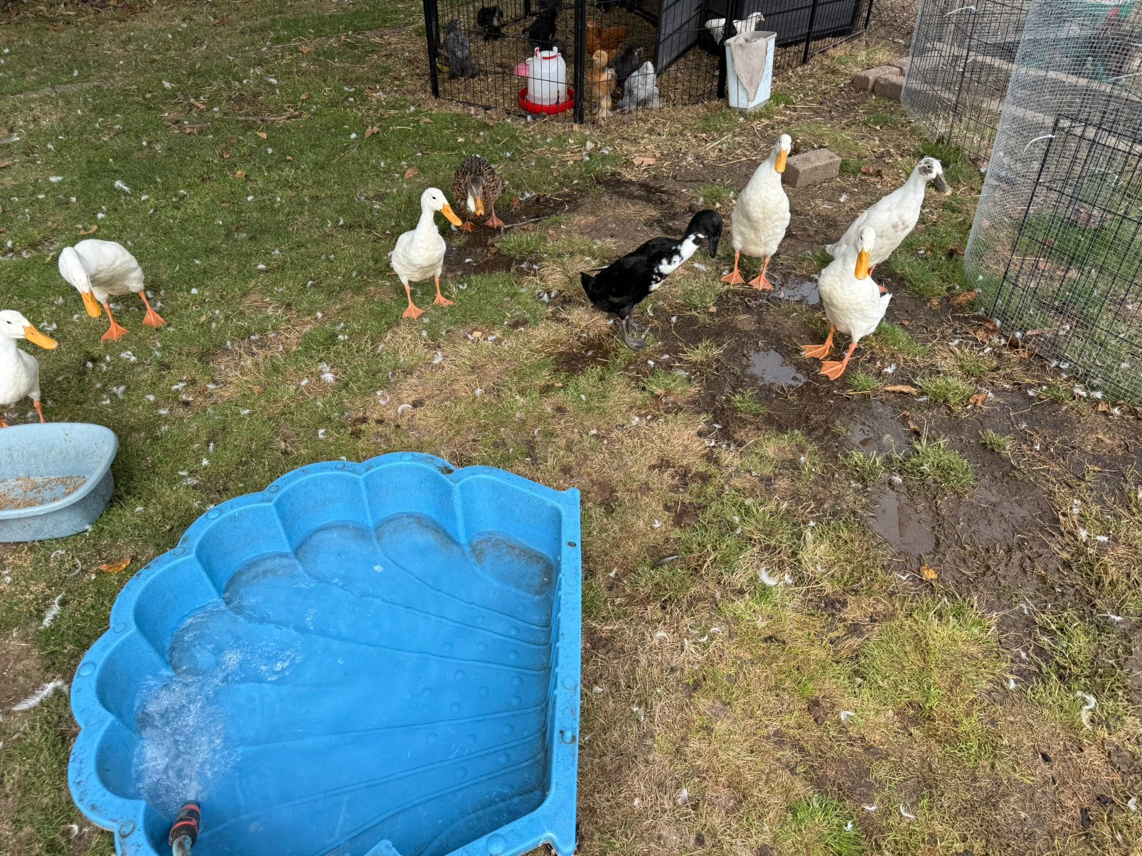 Witte loopeendjes, Meerdere dieren, Eend