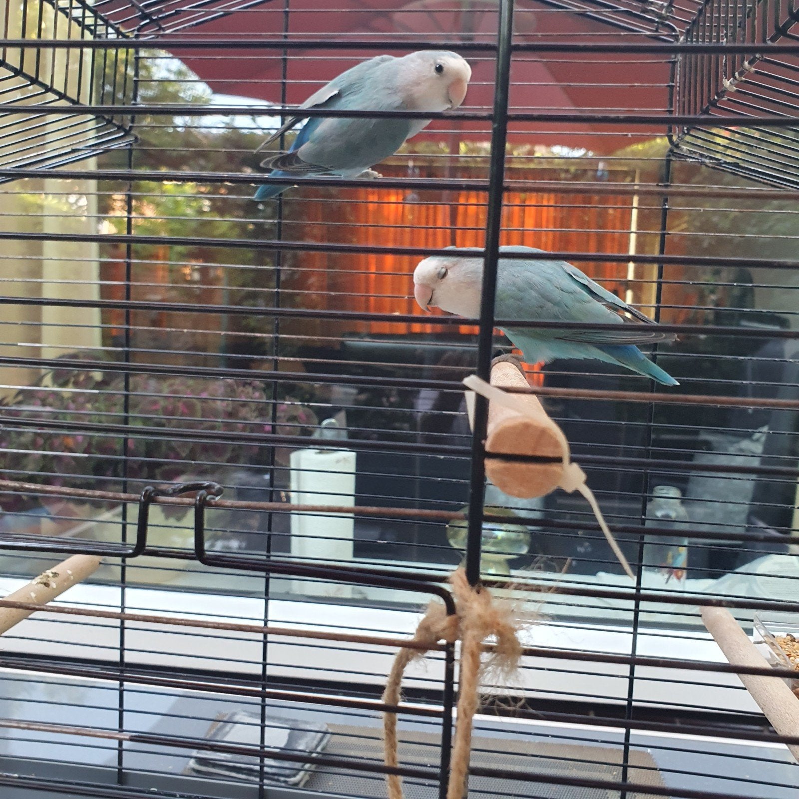 2 vogel Agapornis, Dieren en Toebehoren, Vogels | Parkieten en Papegaaien, Mannelijk, Parkiet