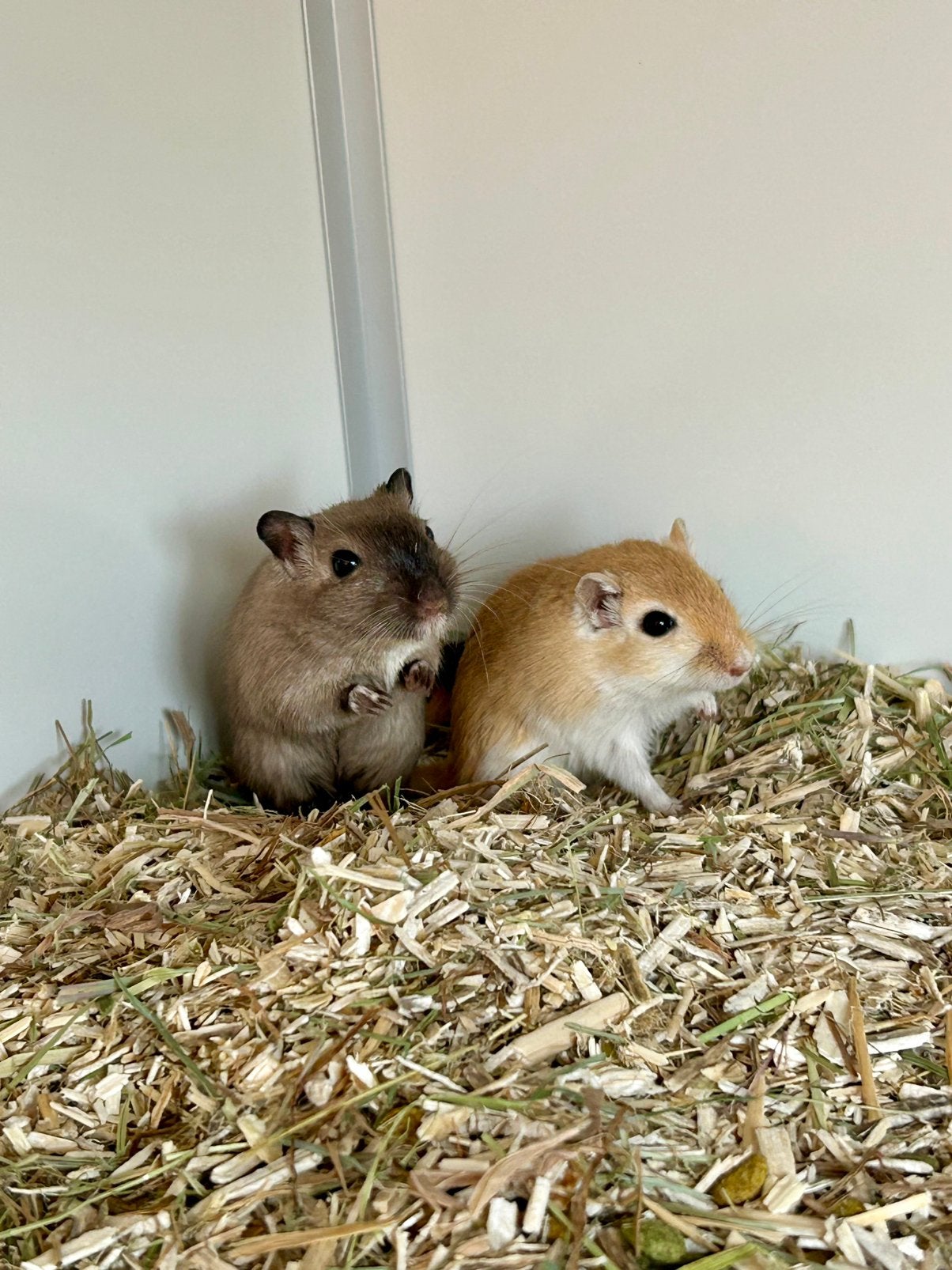 Duo vrouwelijke mongoolse gerbils ter adoptie -Rodent Rescue, April, Vrouwelijk, Overige typen