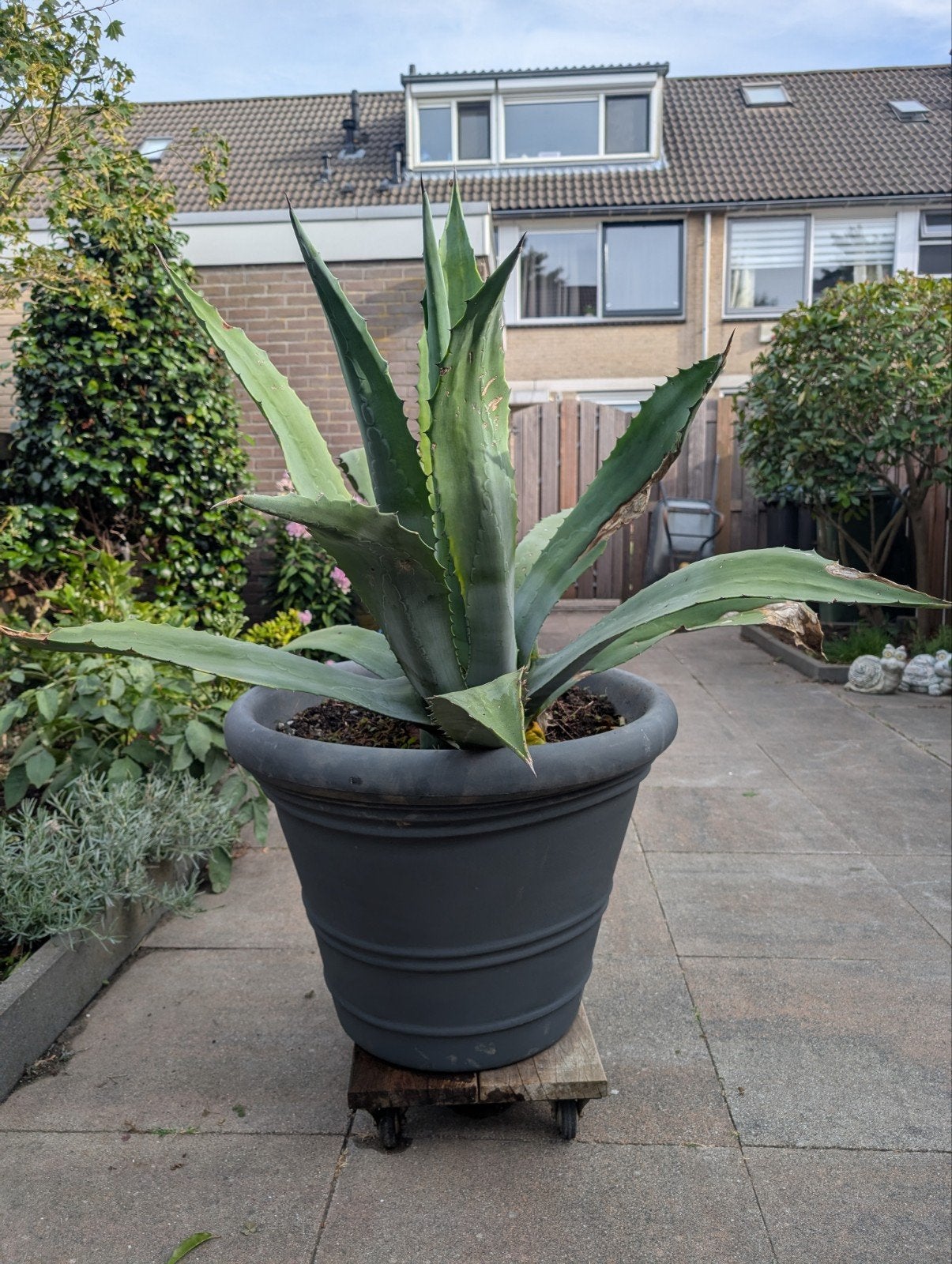 Grote Agave Americana in dubbelwandige pot, Tuin en Terras, Volle zon, Vaste plant, Bloeit niet, Ophalen