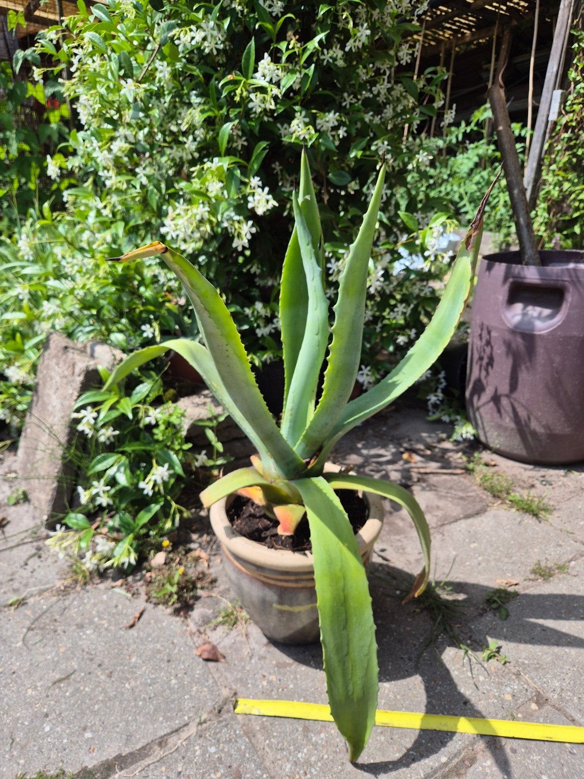 Grote Agave met nieuw stekje - Ideaal voor tuin of terras!, Ophalen