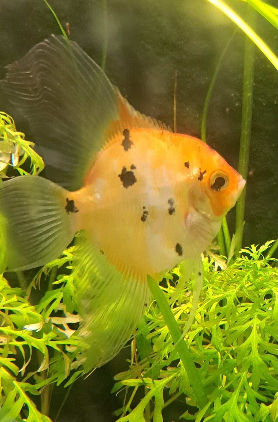 gratis maanvis 10 cm, Ophalen