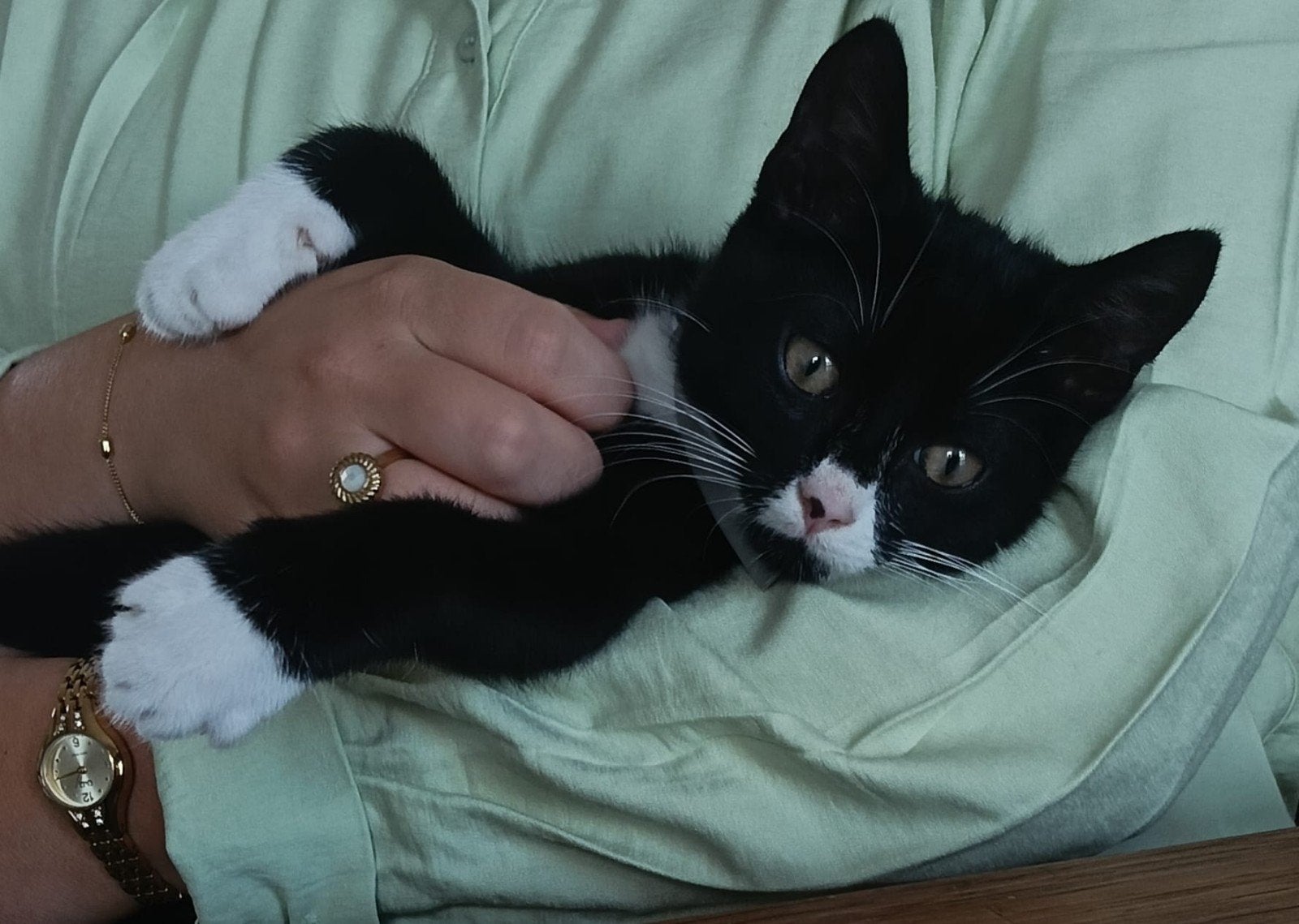 te koop, Dieren en Toebehoren, Katten en Kittens | Overige Katten, Kater