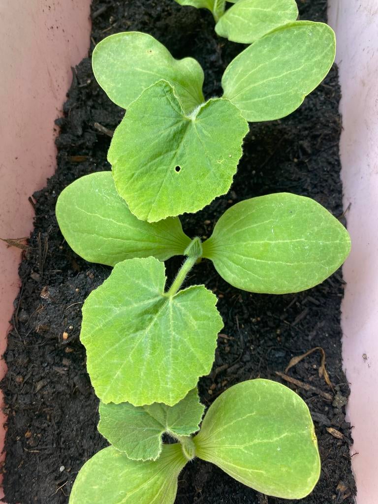 Pompoen plantjes, Ophalen, Volle zon, Groenteplanten, Eenjarig