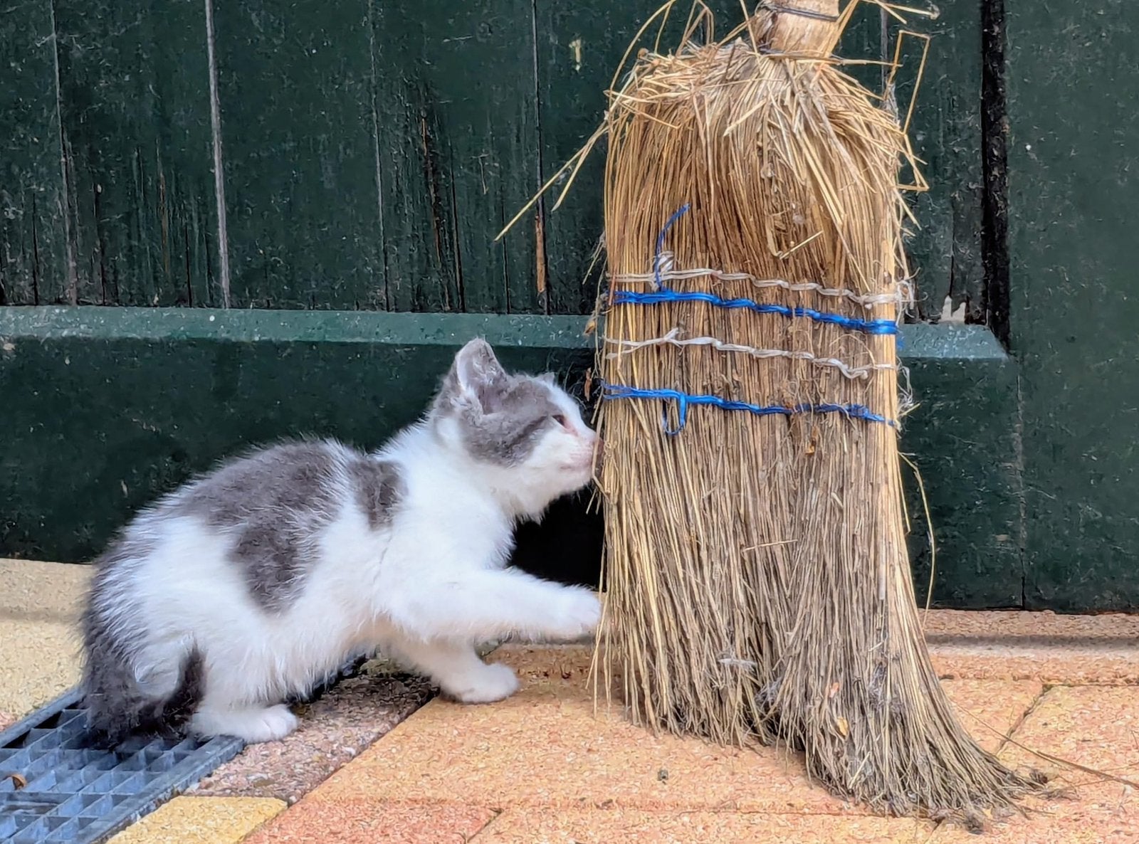 Boerderij kittens mogen direct opgehaald worden, Dieren en Toebehoren, Katten en Kittens | Overige Katten, Kortharig, Meerdere dieren