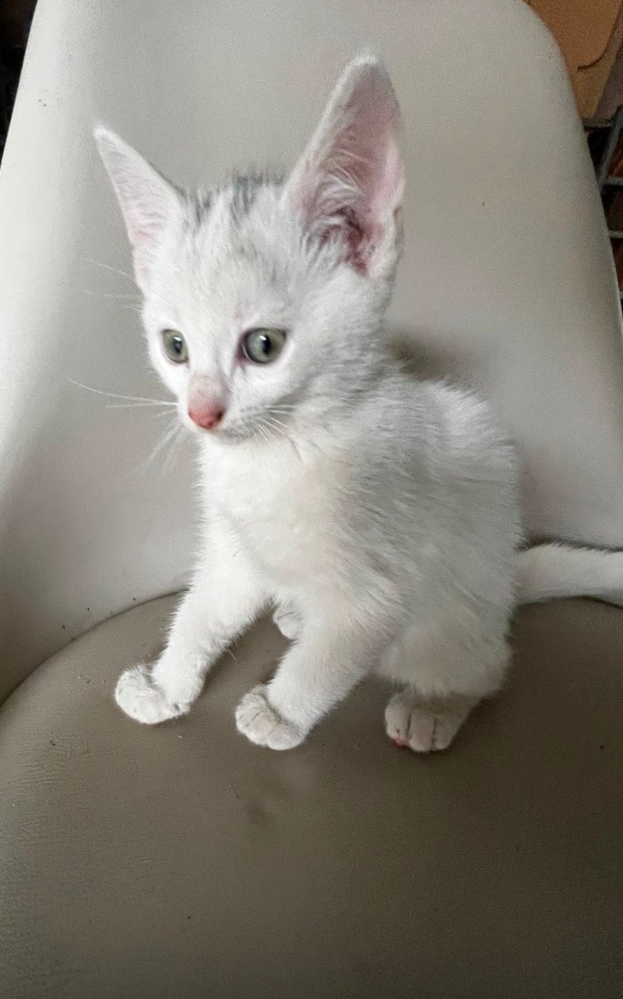 1 mooie kitten op zoek naar nieuw huisje, Meerdere dieren