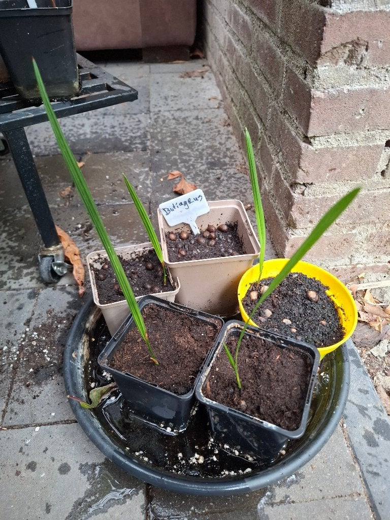 Butyagrus butiagrus nabonnandii 'Litoralis', Volle zon, Ophalen of Verzenden, Minder dan 100 cm, Zomer