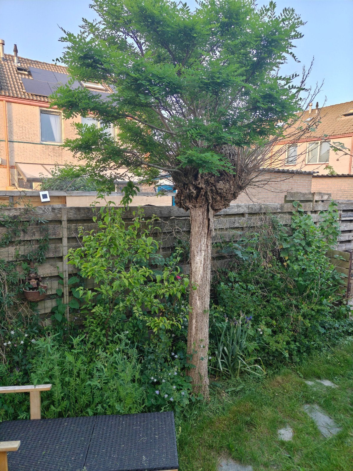 Gratis boom (zelf verwijderen), Tuin en Terras, Planten | Bomen, Ophalen