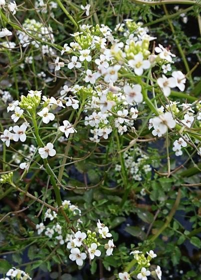 Waterkers, Volle zon, Vaste plant, Ophalen of Verzenden, Zomer