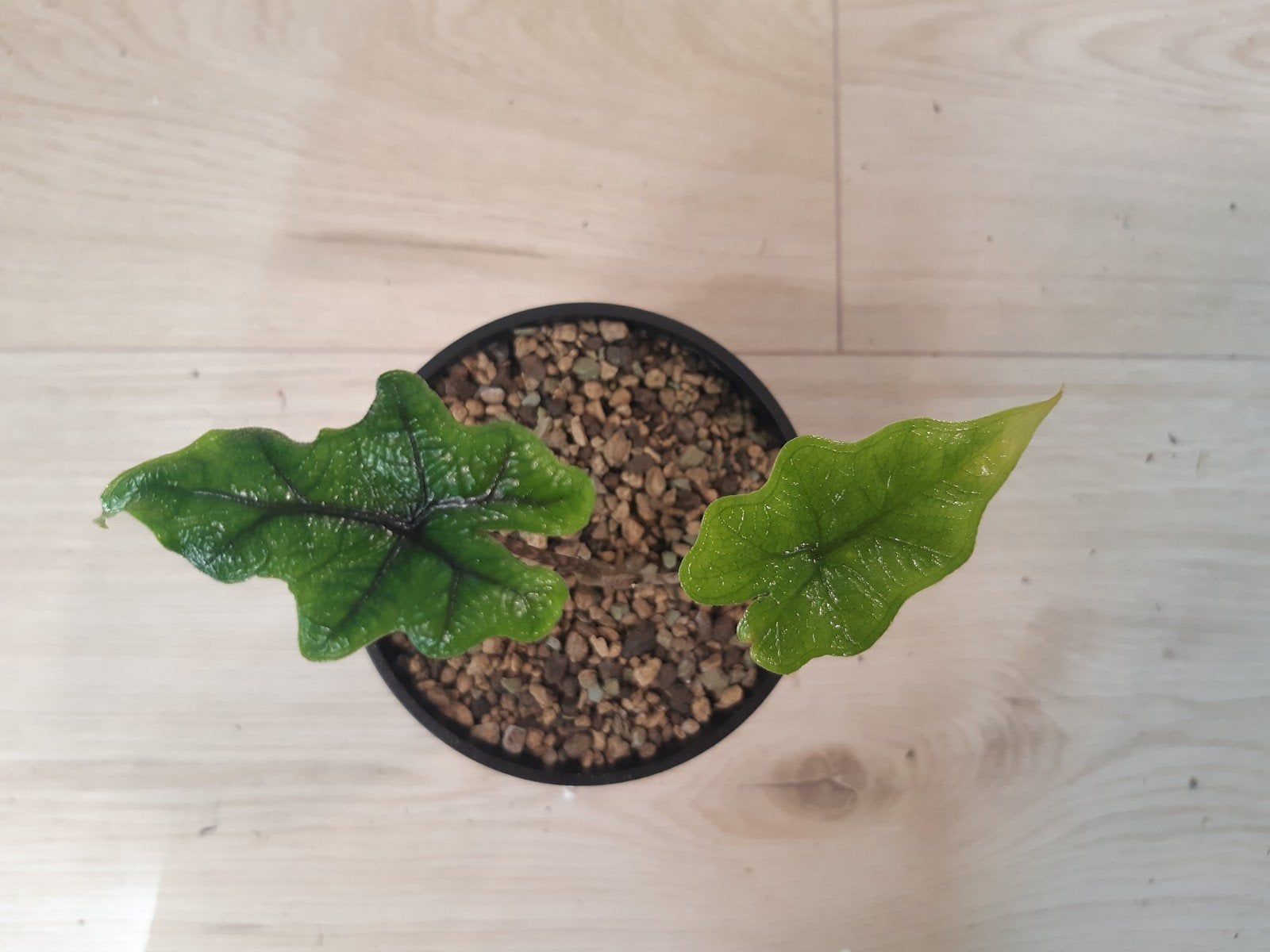 alocasia jacklyn kleintje, Huis en Inrichting, Ophalen of Verzenden, Halfschaduw, Minder dan 100 cm