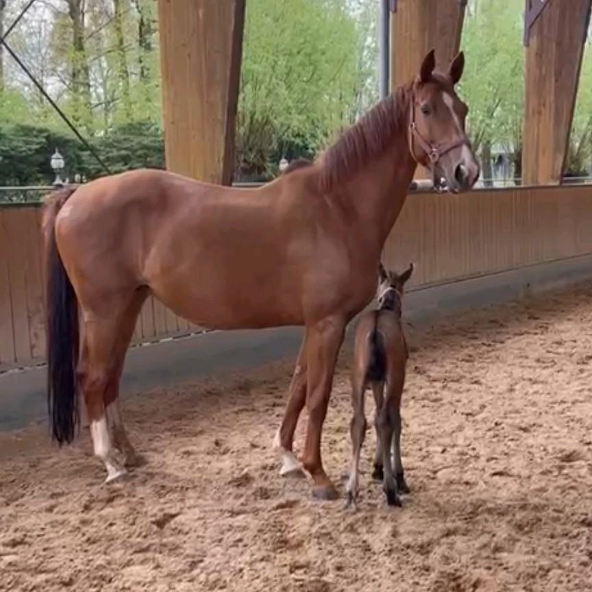 Fokmerrie Gribaldi x Jazz te koop, Dieren en Toebehoren, Paarden, Merrie, L, 165 tot 170 cm, 11 jaar of ouder