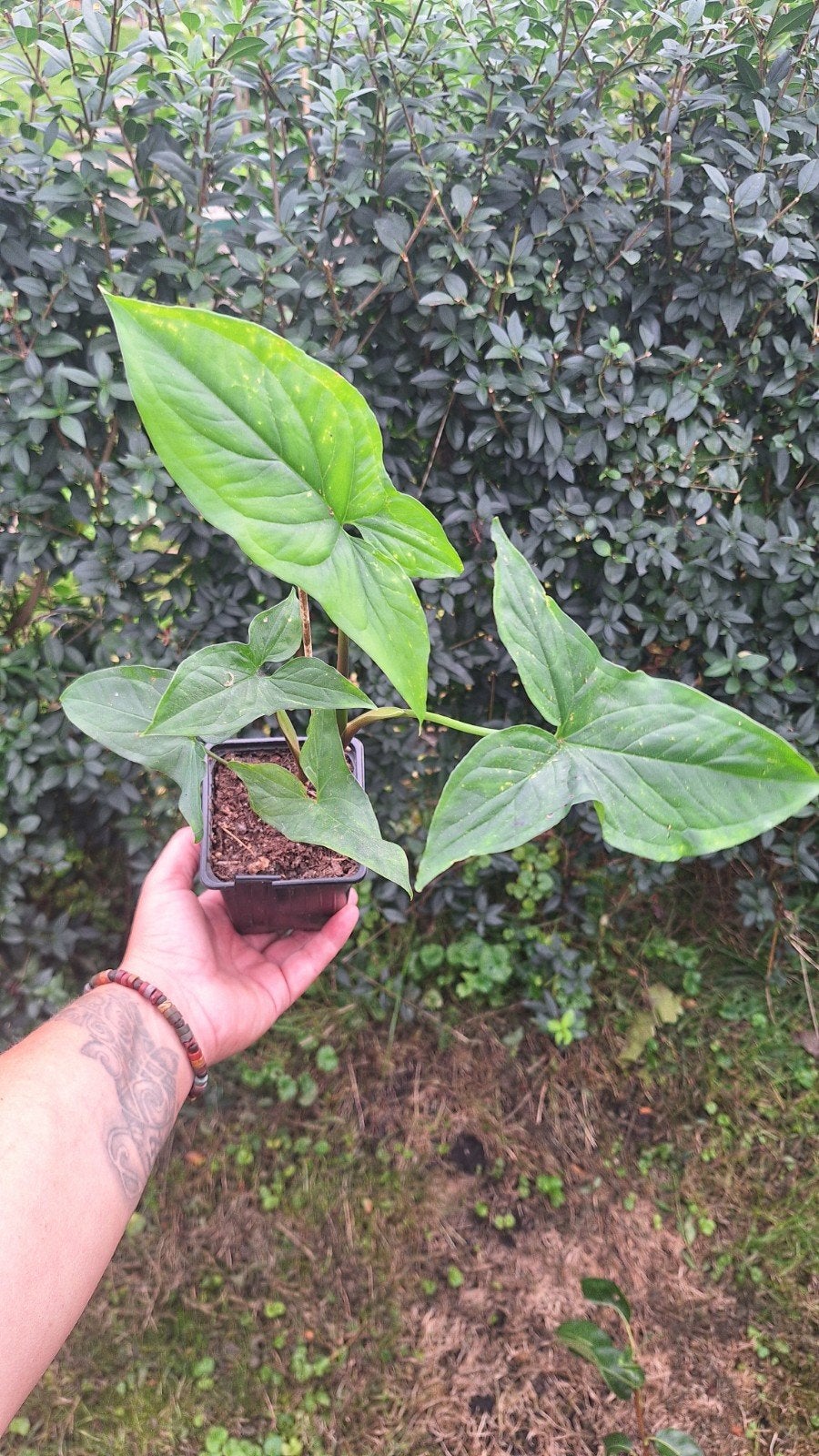 Syngonium podophyllum, Ophalen of Verzenden, Halfschaduw, Minder dan 100 cm