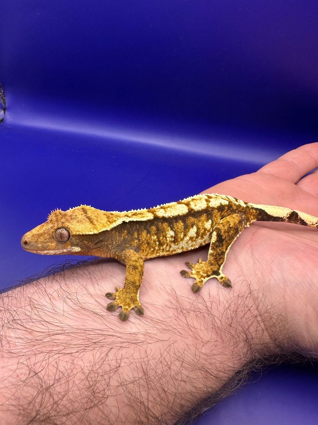 Wimpergekko tricolor orange npv, Dieren en Toebehoren, Reptielen en Amfibieën, Hagedis, Tam, 0 tot 2 jaar